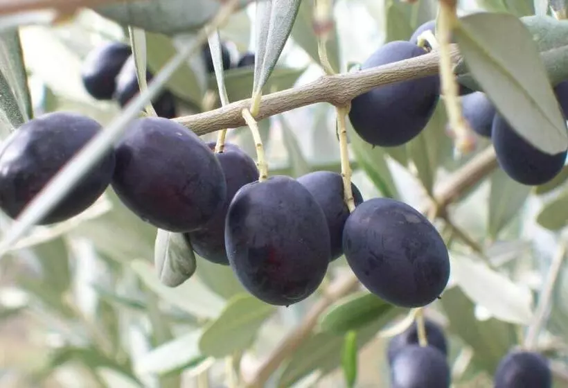 هتل Farmstay Kmetija štekar