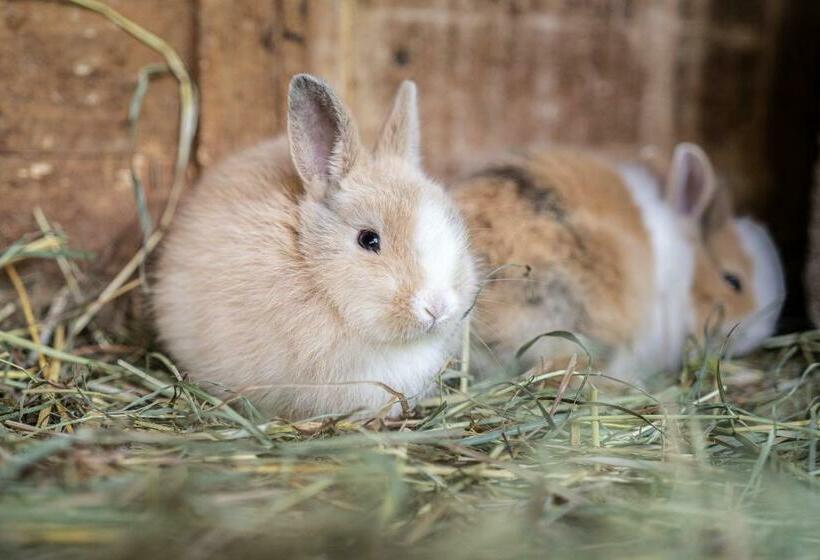 Отель Reden Hof