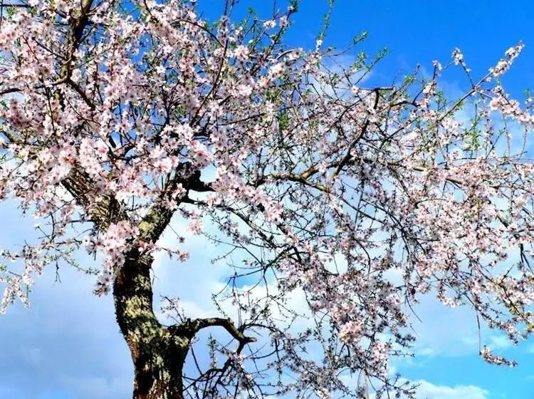 Majatalo Residencial Ponto Certo