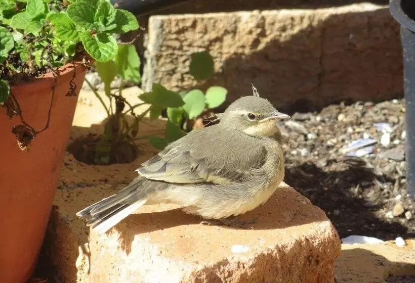 Majatalo Lewens Essens On C