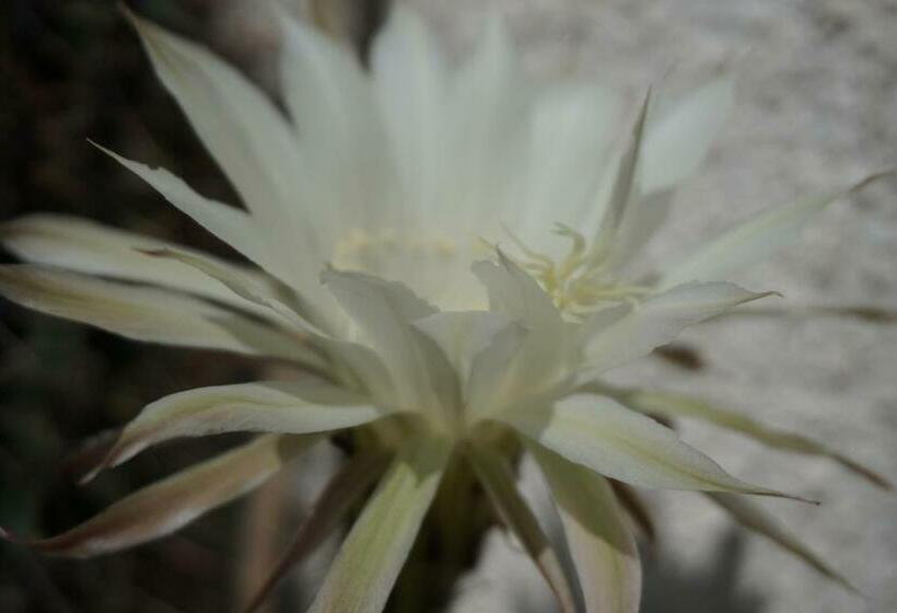 Pensão Vila Nik Busteni