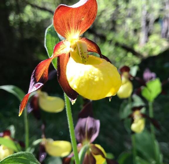 Bed & Breakfast La Val