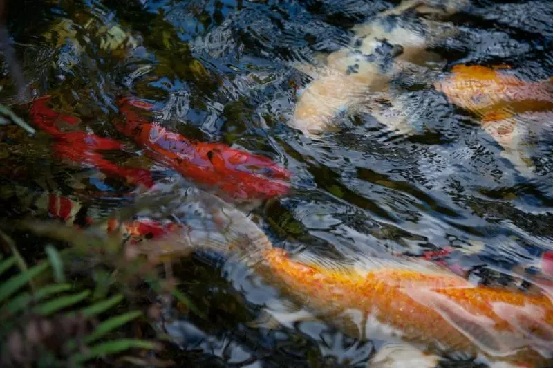 Отель Almond Tree Inn Adults Only