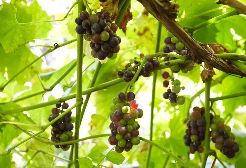 Отель The Grange B&b