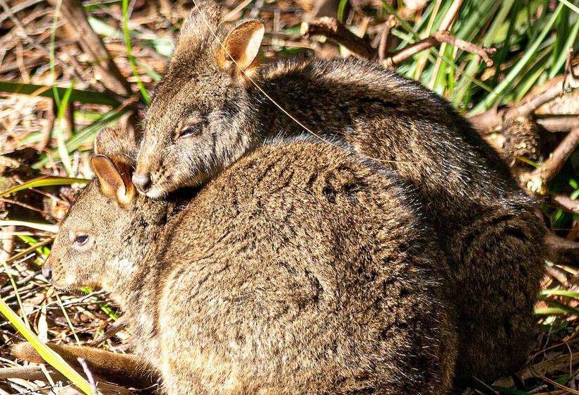 Отель Lake St Clair Lodge