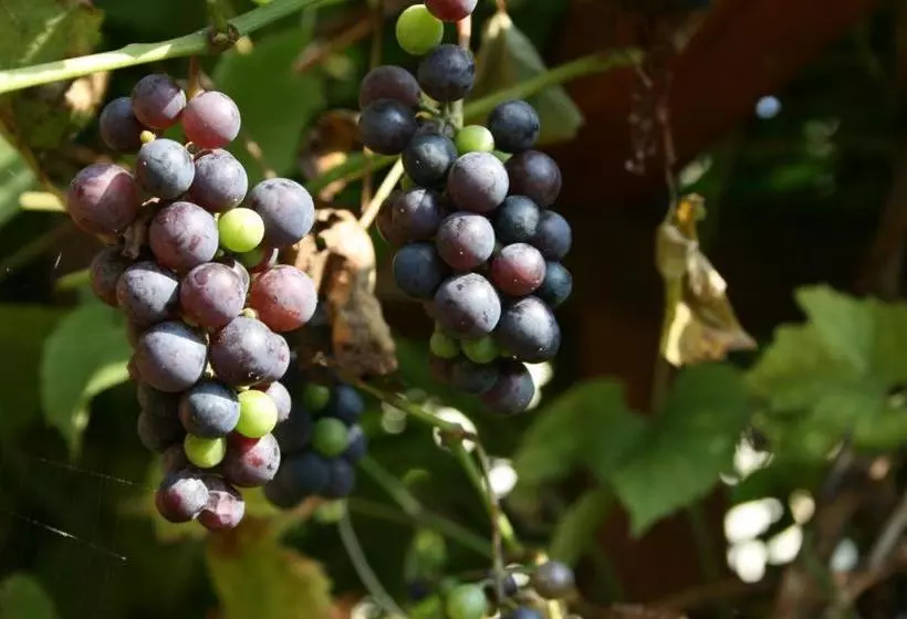 Pensjonat B&b Nad Rudawą