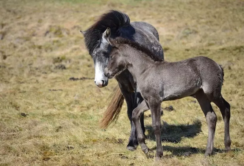 هتل Neðra Vatnshorn