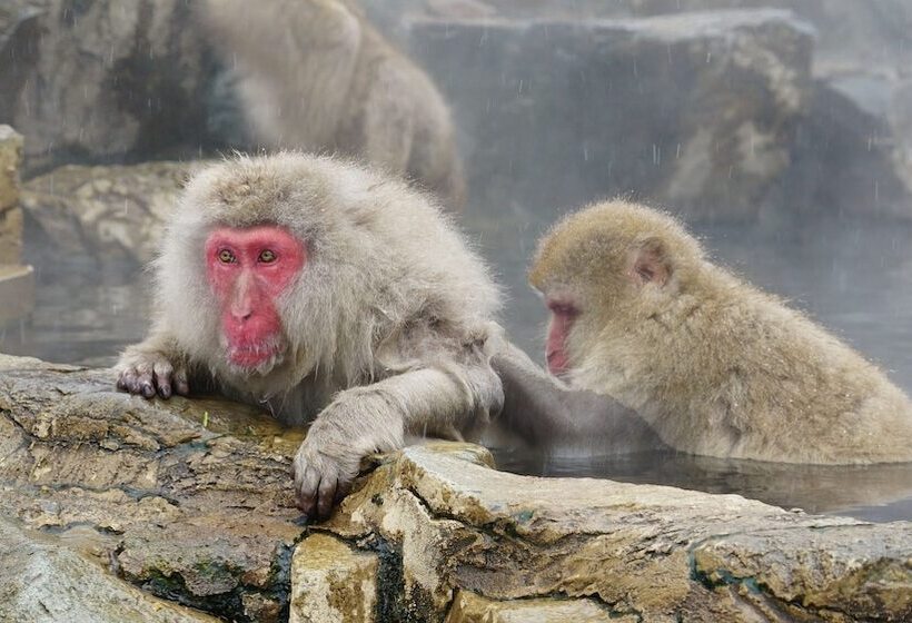 فندق Shirakabaso Shigakogen