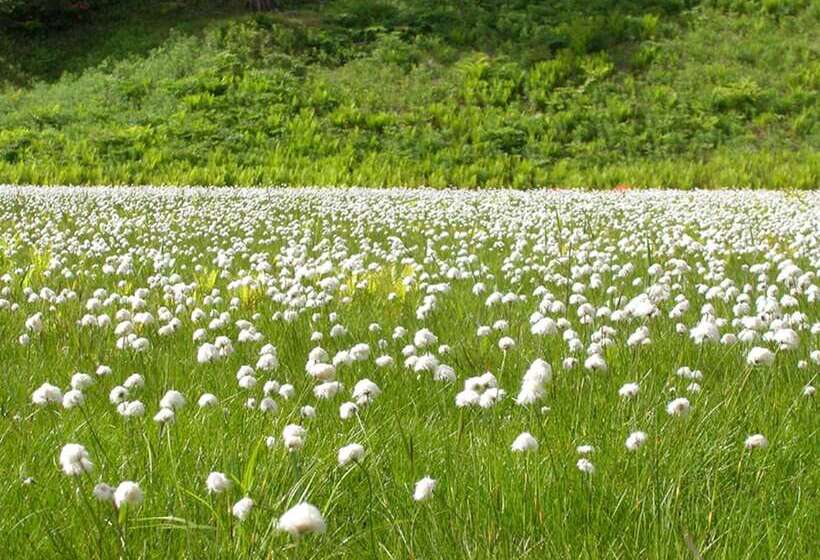 فندق Shirakabaso Shigakogen