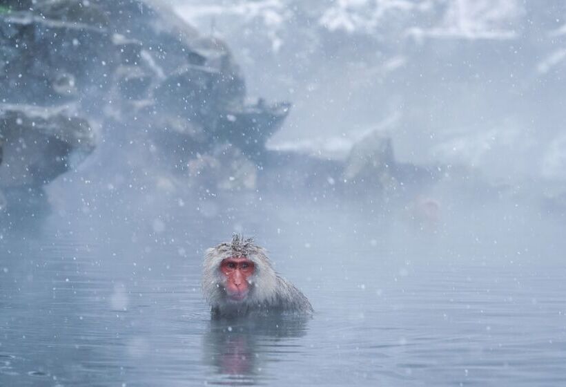 בית מלון כפרי Suminoyu