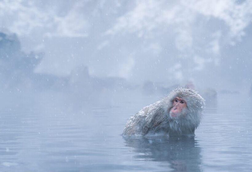 בית מלון כפרי Suminoyu