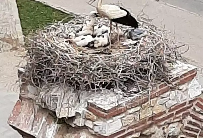 Отель Wallabies Aquaduct