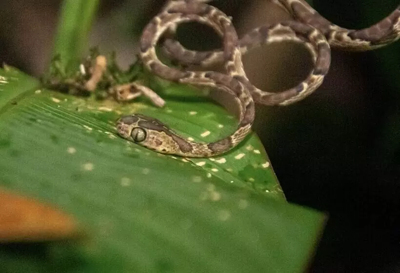 Aamiaismajoitus (B&B) El Icaco Tortuguero