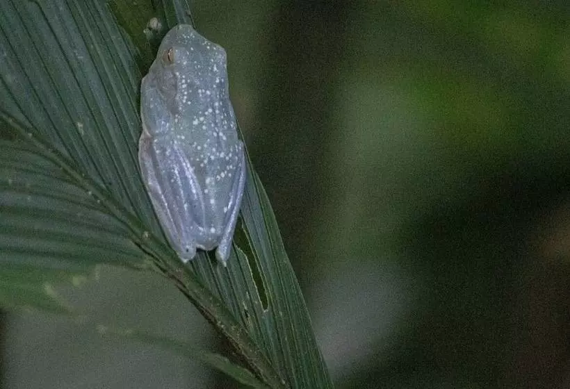 Aamiaismajoitus (B&B) El Icaco Tortuguero