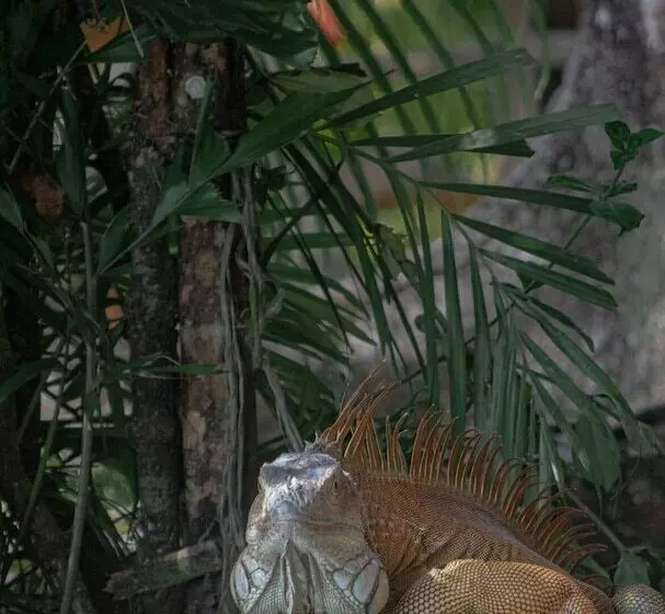 Aamiaismajoitus (B&B) El Icaco Tortuguero