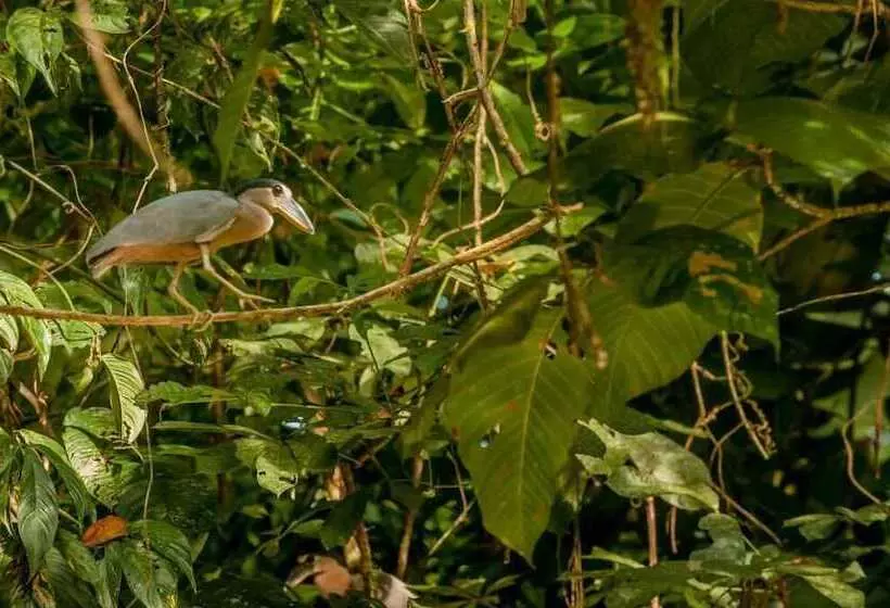 Aamiaismajoitus (B&B) El Icaco Tortuguero
