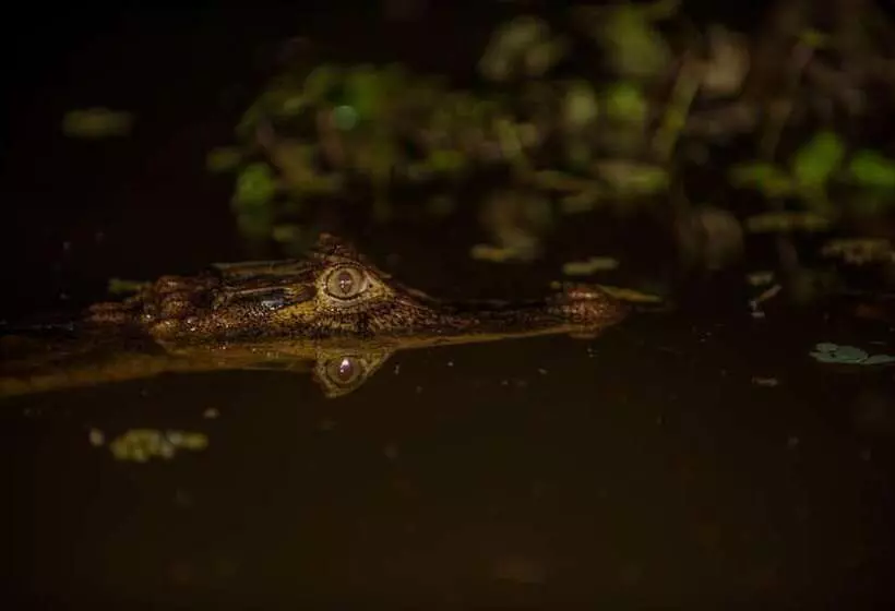 Aamiaismajoitus (B&B) El Icaco Tortuguero