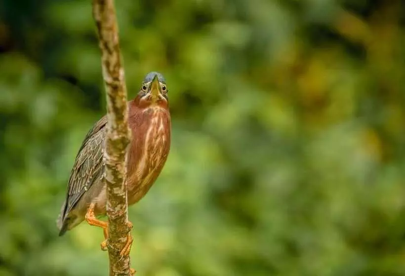 Aamiaismajoitus (B&B) El Icaco Tortuguero