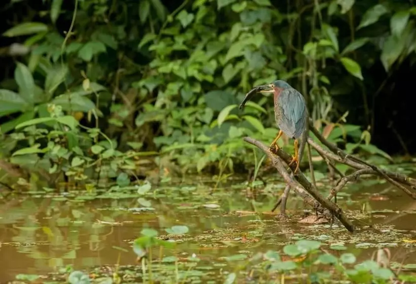 Aamiaismajoitus (B&B) El Icaco Tortuguero