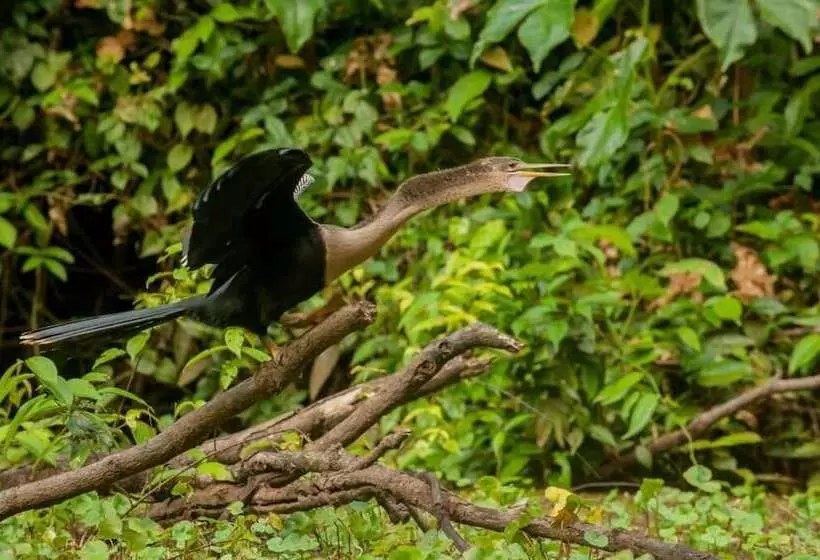 Aamiaismajoitus (B&B) El Icaco Tortuguero
