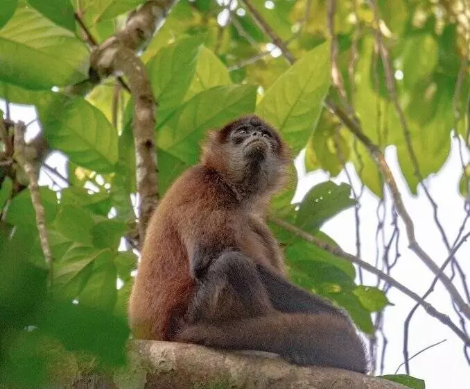 Aamiaismajoitus (B&B) El Icaco Tortuguero