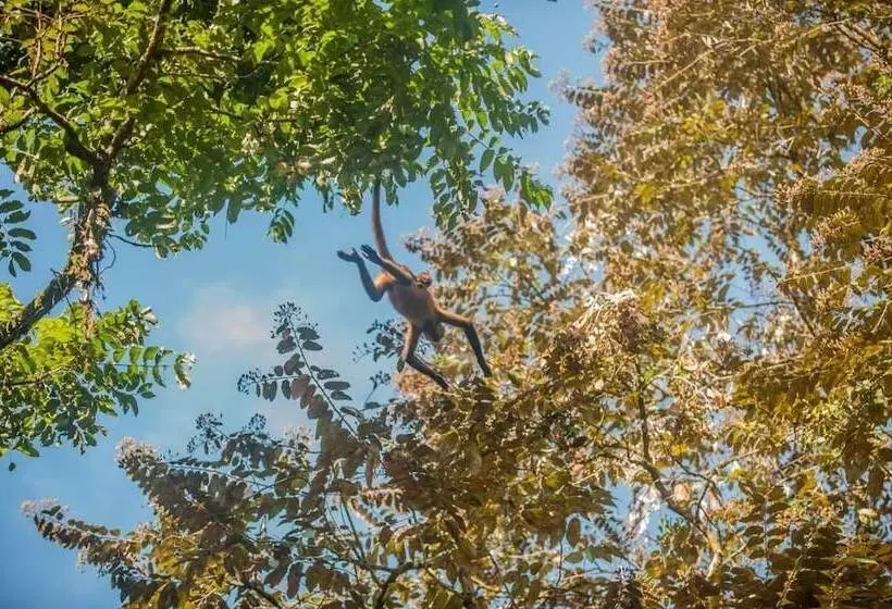 Aamiaismajoitus (B&B) El Icaco Tortuguero