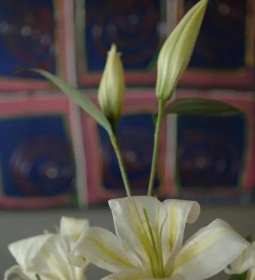 Hotel Canal Aigues Mortes