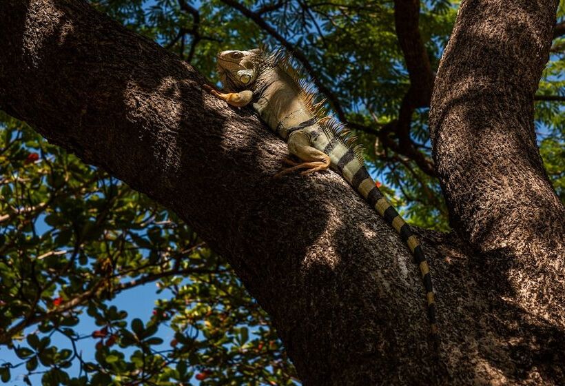 هتل Irotama del Sol