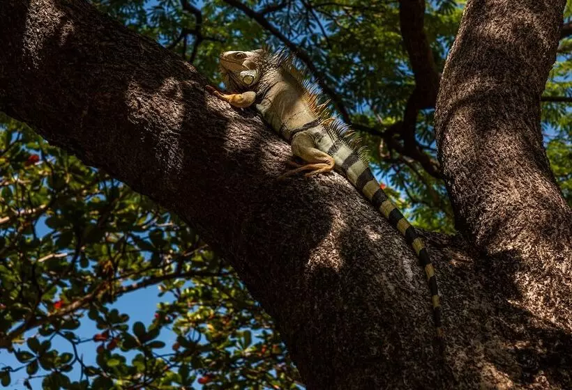 Hotel Irotama del Sol