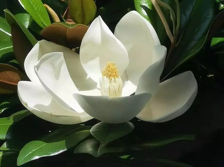 호텔 Little Dane Court