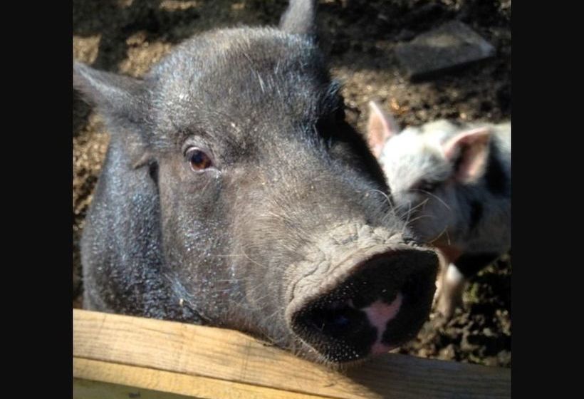 酒店 The Roebuck Inn