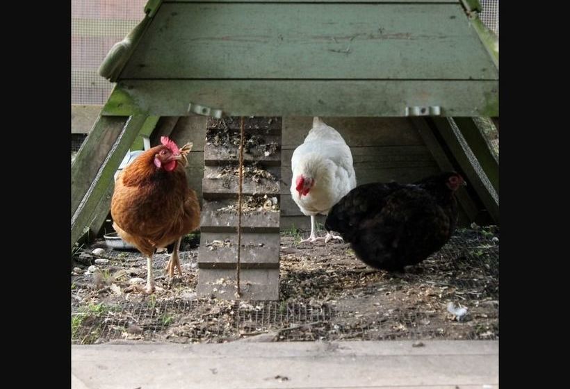 酒店 The Roebuck Inn