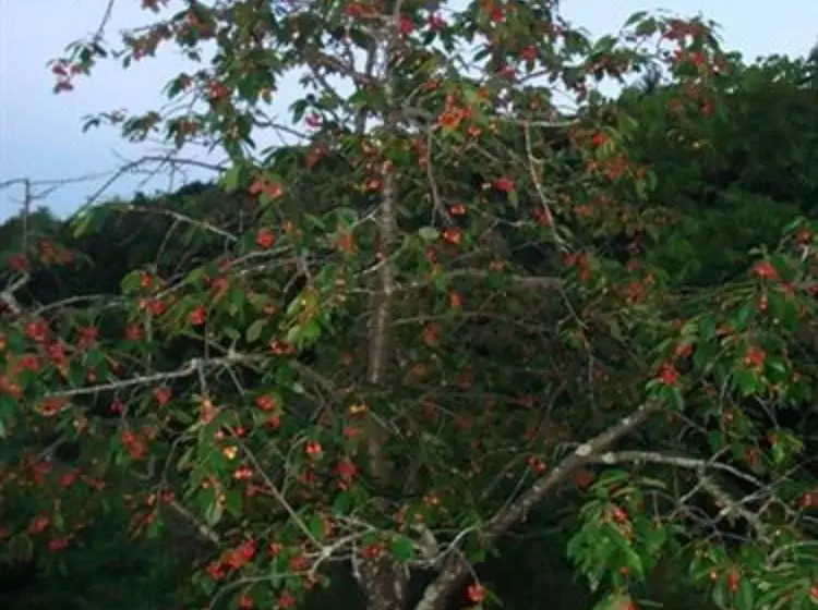 Blue Ridge Manor B&b