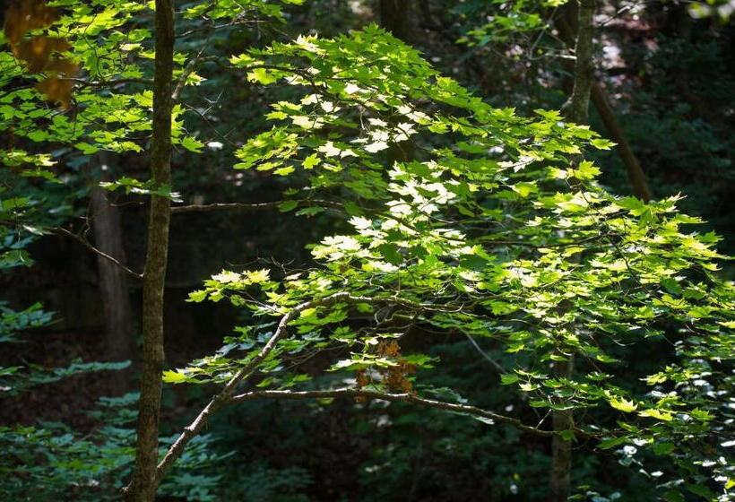 هتل Cabins At Green Mountain, Trademark Collection By Wyndham