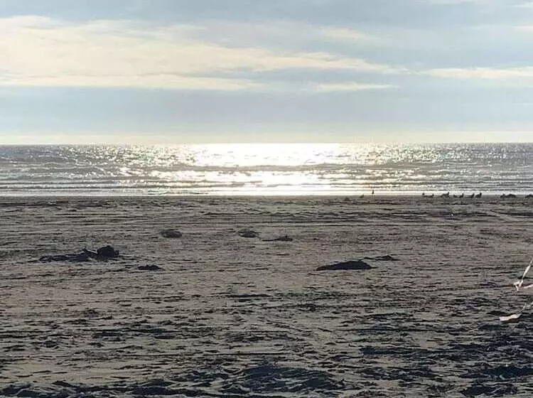 בית מלון כפרי Grey Gull