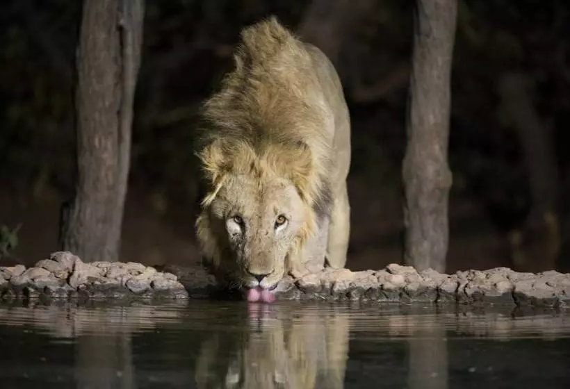 Ongava Tented Camp