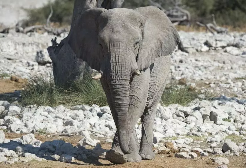 Ongava Tented Camp
