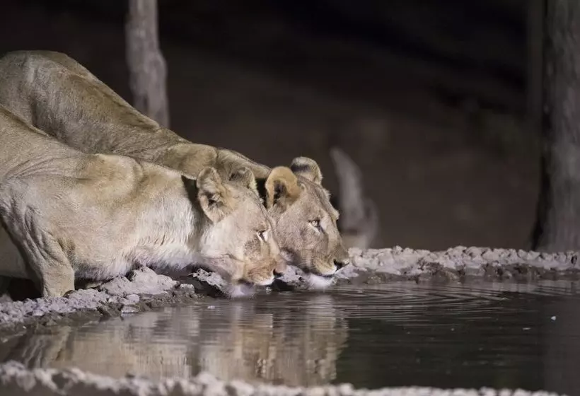 Ongava Tented Camp