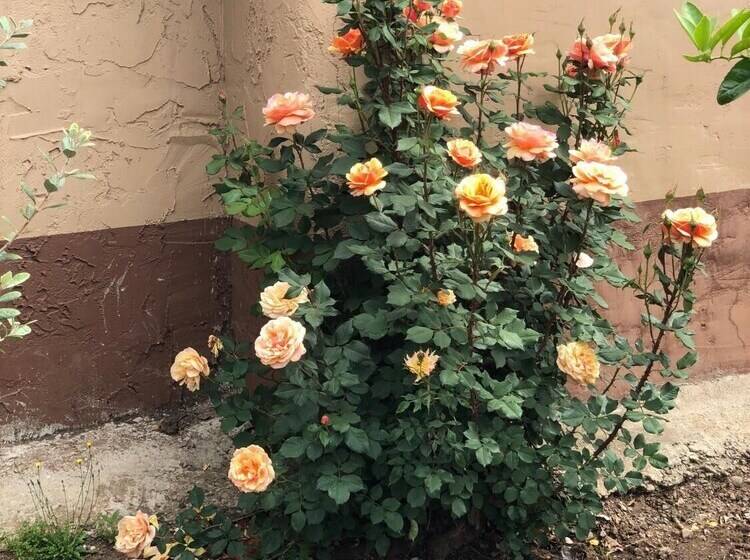 ホテル Haven Inn Of Chico