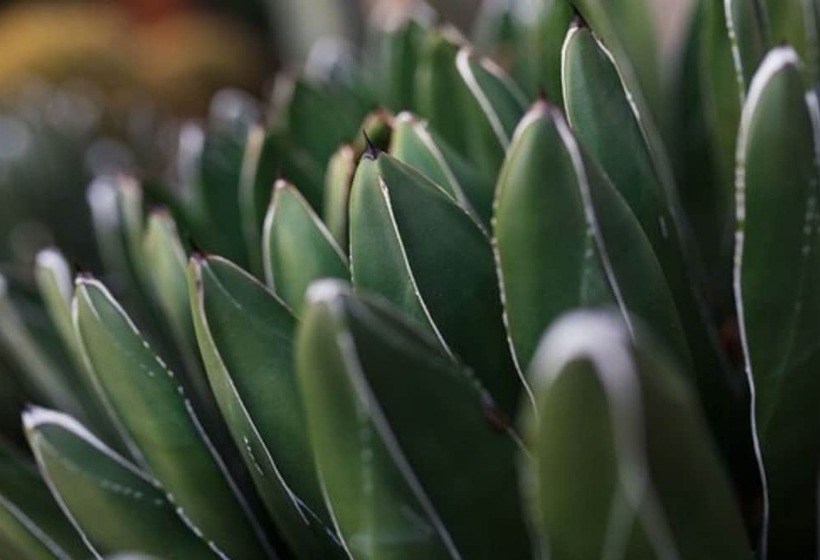 منتجع Los Arboles