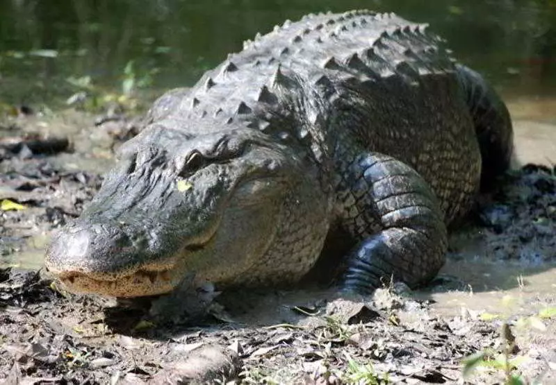 Towneplace Suites By Marriott Baton Rouge Gonzales