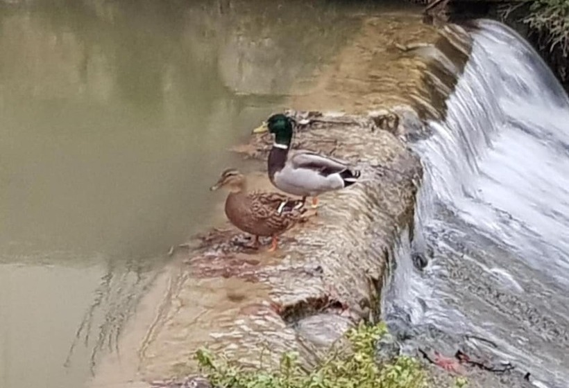 酒店 Ile Du Gua Suites