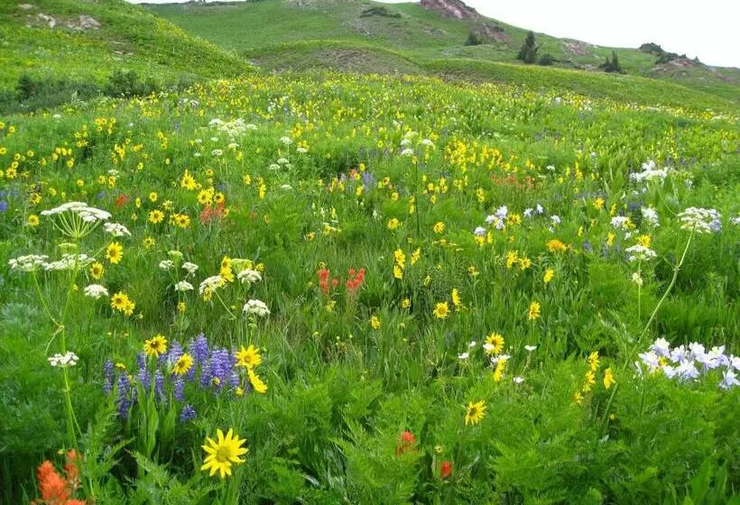 Purple Mountain Bed & Breakfast & Spa