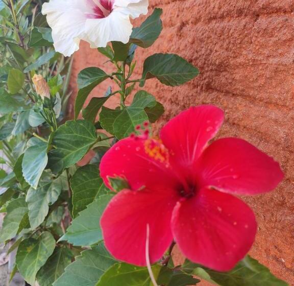 פנסיון Suítes De Ventto Em Popa   São Miguel Do Gostso