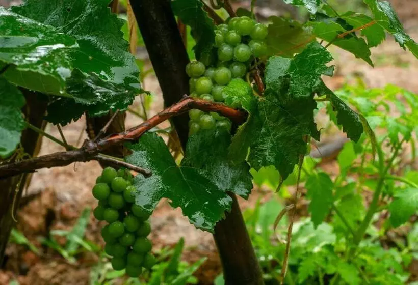 ベッドアンドブレックファースト Hayway Sustentável