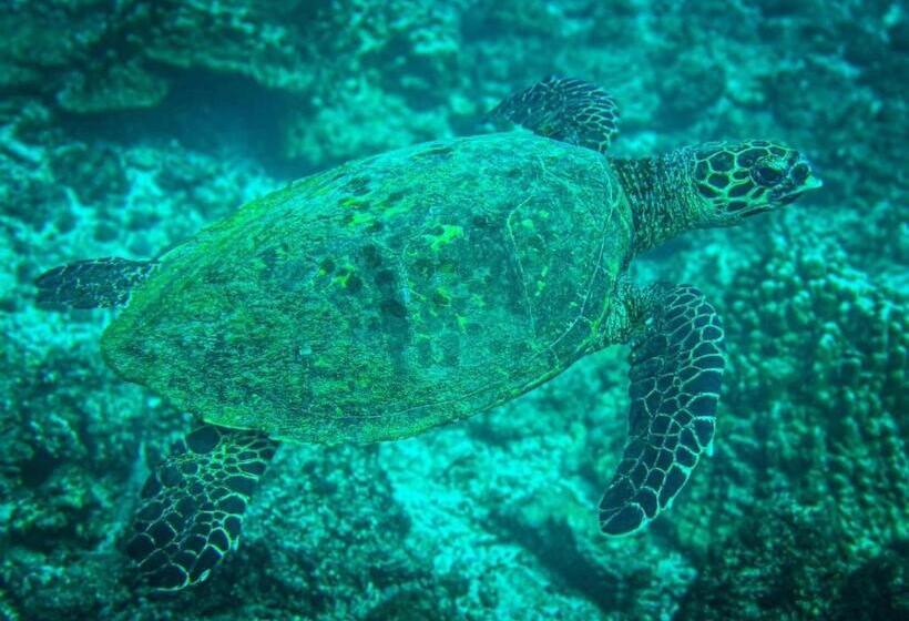 Pension Luminosa Uvita Hostel