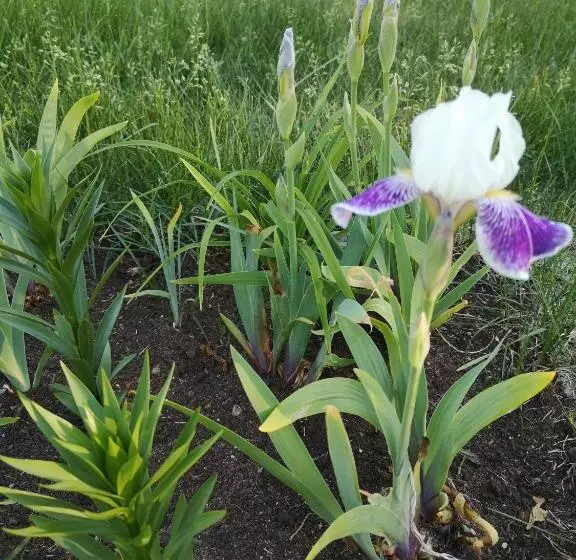 Aamiaismajoitus (B&B) Au Cachalot Caché Le Gîte Hôtel