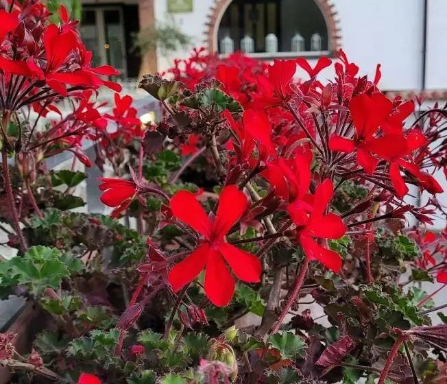 Aamiaismajoitus (B&B) Domus Olea