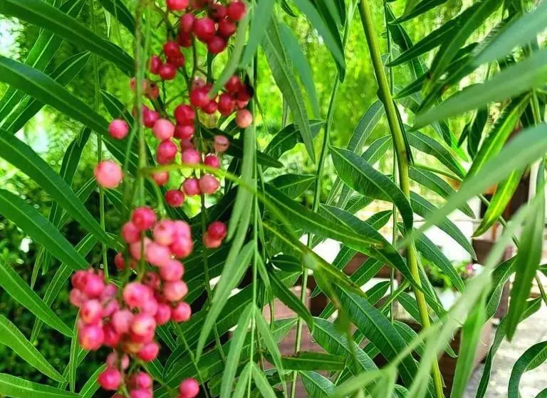 Aamiaismajoitus (B&B) Domus Olea