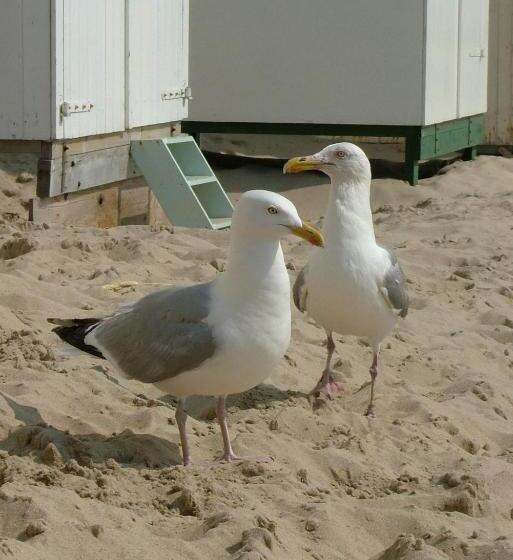 Studio B&b Zeeuws Licht